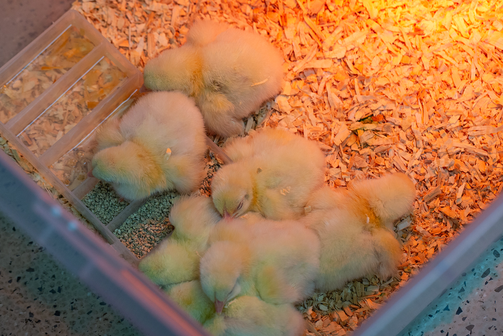 Baby chickens nestle together in a container with bedding under a light.